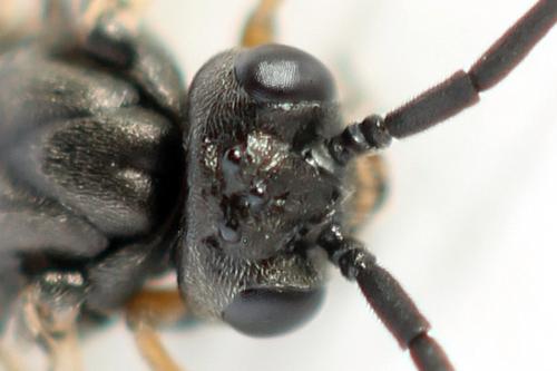 Réf. 357 442 : Euura leucolena