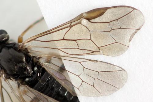 Réf. 357 445 : Euura leucolena