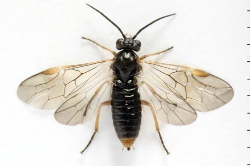 Réf. 357 293 : Euura leucolena