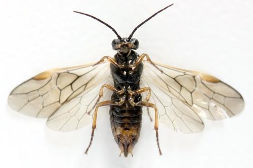 Réf. 357 294 : Euura leucolena