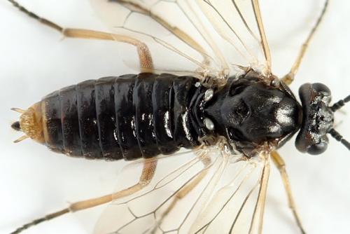 Euura leucolena