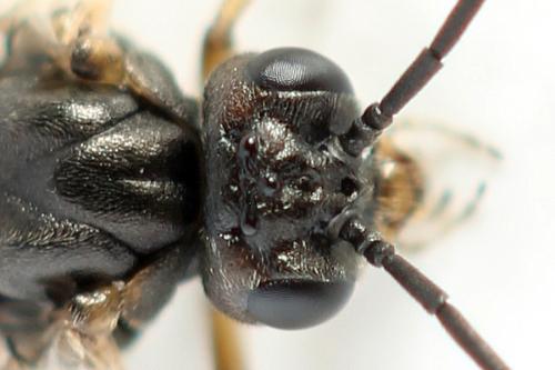 Réf. 357 297 : Euura leucolena
