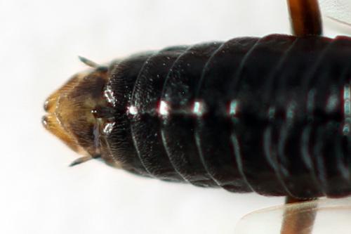 Réf. 357 450 : Euura leucolena