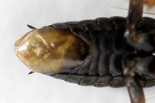 Réf. 357 451 : Euura leucolena