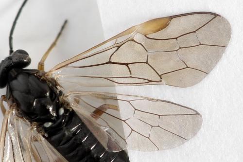 Réf. 357 300 : Euura leucolena