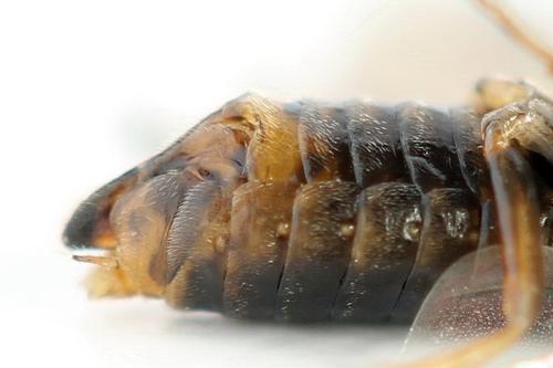 Réf. 357 303 : Euura leucolena