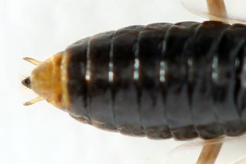 Réf. 357 305 : Euura leucolena