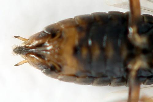 Réf. 357 306 : Euura leucolena
