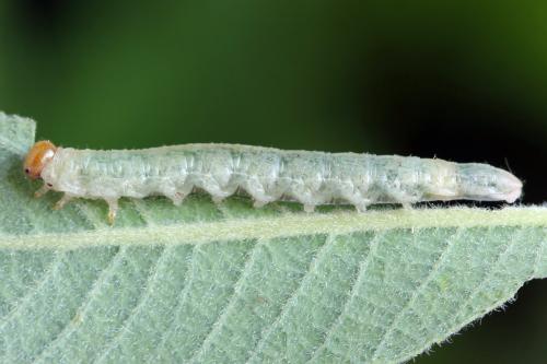 Réf. 357 533 : Euura fasciata