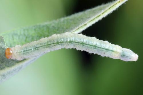 Réf. 357 534 : Euura fasciata