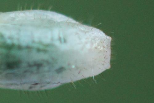 Réf. 357 535 : Euura fasciata