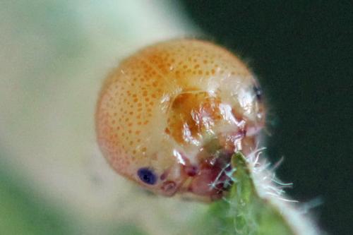 Réf. 357 544 : Euura fasciata