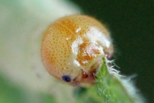 Réf. 357 545 : Euura fasciata