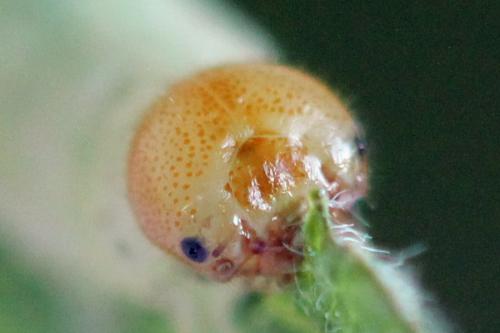 Réf. 357 546 : Euura fasciata