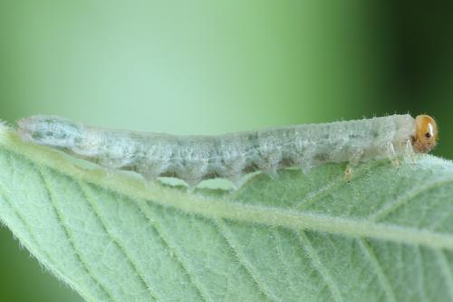 Réf. 357 567 : Euura fasciata