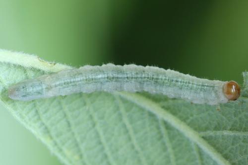 Euura fasciata