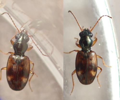 Bembidion articulatum