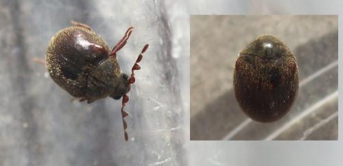 Réf. 357 115 : Caenocara sp.