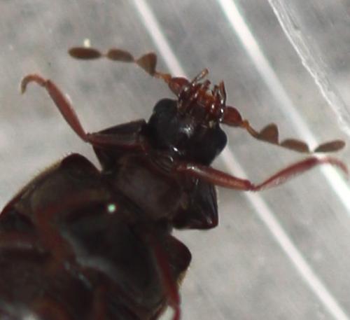 Réf. 357 132 : Caenocara sp.