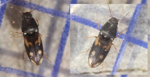 Réf. 357 137 : Negastrius sp.