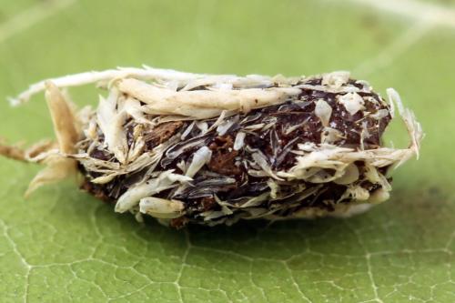 Réf. 357 578 : Euura fasciata