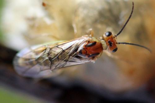 Euura fasciata