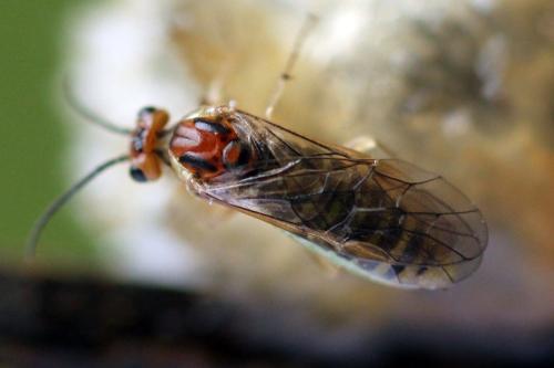 Euura fasciata