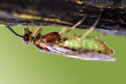 Réf. 357 581 : Euura fasciata
