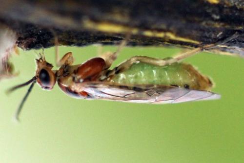 Réf. 357 582 : Euura fasciata