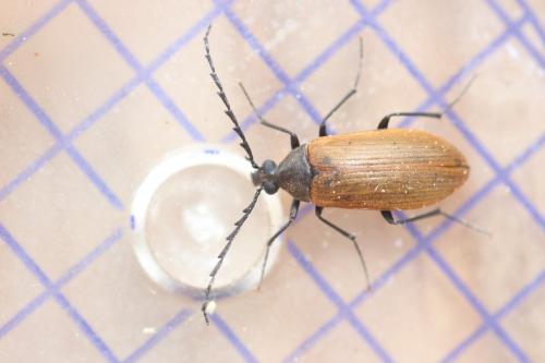 Pseudocistela ceramboides
