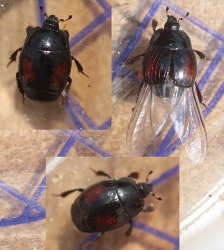 Margarinotus purpurascens
