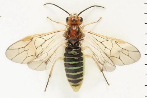 Réf. 357 583 : Euura fasciata