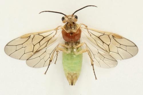 Euura fasciata