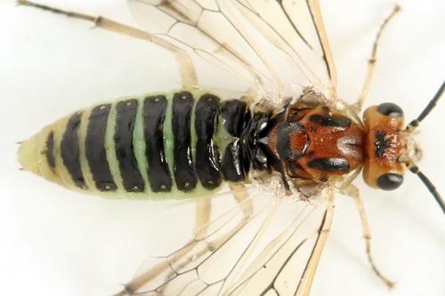 Réf. 357 585 : Euura fasciata