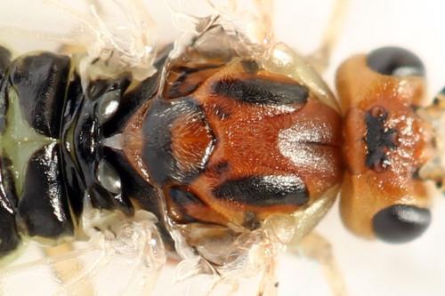 Réf. 357 586 : Euura fasciata