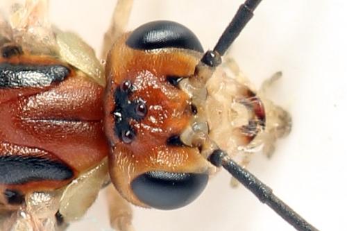 Réf. 357 587 : Euura fasciata