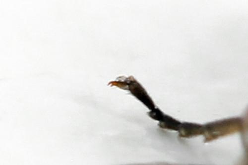 Réf. 357 588 : Euura fasciata