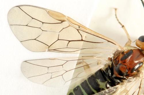 Réf. 357 589 : Euura fasciata