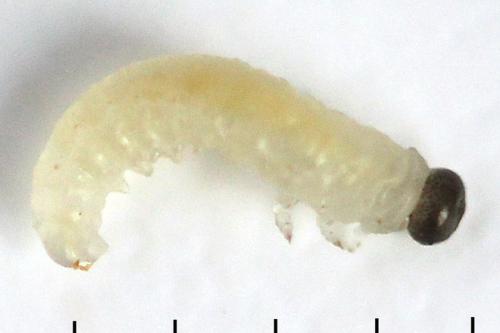 Euura amerinae
