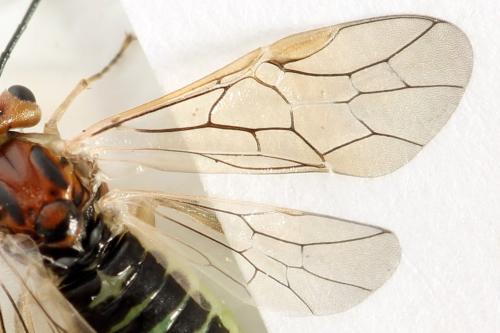 Réf. 357 590 : Euura fasciata