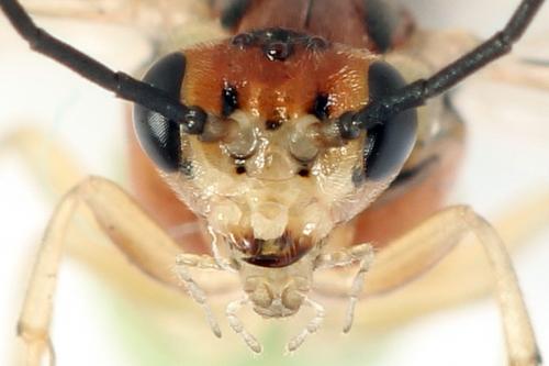 Réf. 357 591 : Euura fasciata