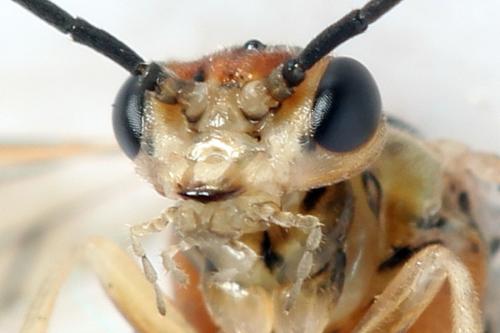 Euura fasciata