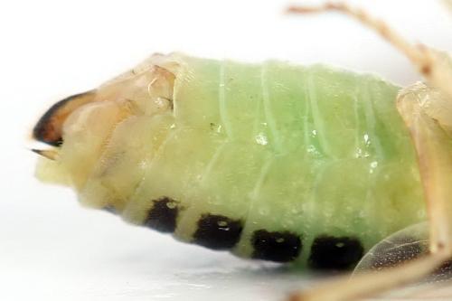Réf. 357 593 : Euura fasciata