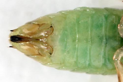 Réf. 357 596 : Euura fasciata