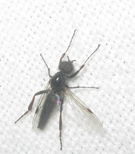 Réf. 357 632 : Bibio nigriventris