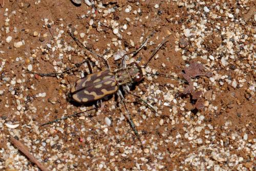 Hipparidium sp.
