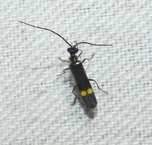 Réf. 357 651 : Malthodes sp.