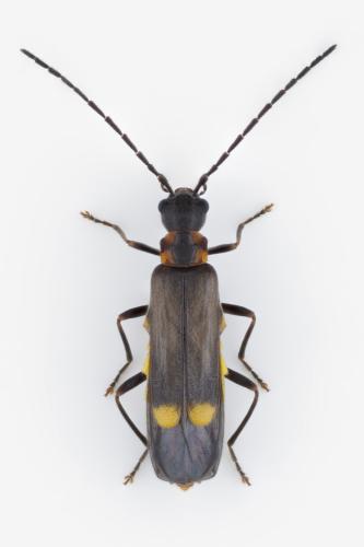 Malthodes sp.