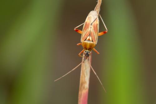 Réf. 357 808 : Calocoris roseomaculatus