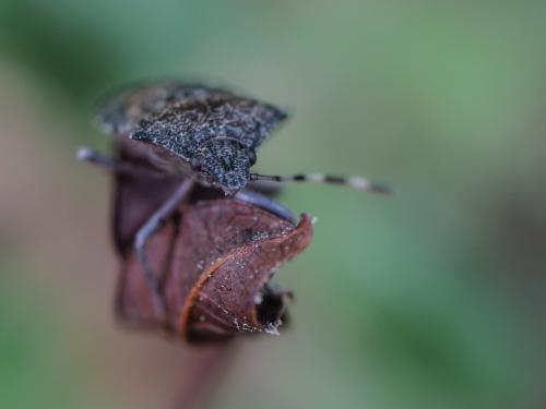 Rhaphigaster nebulosa